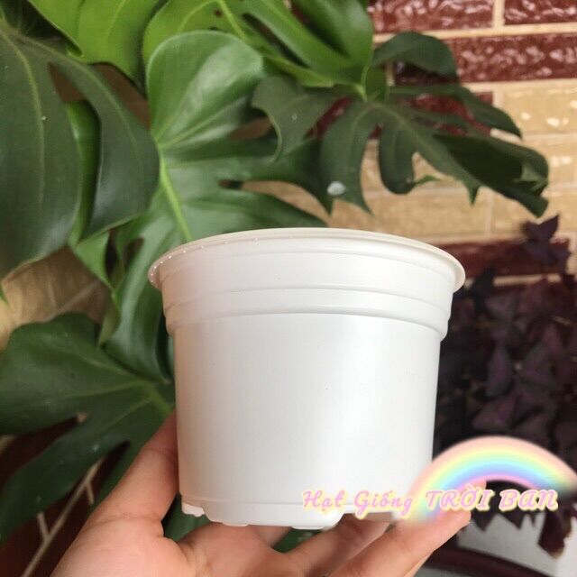 COMBO 10 CHẬU NHỰA MỎNG TRỒNG SEN ĐÁ 🐙🐙🐙