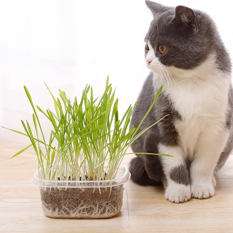 Hộp hạt giống cỏ cho mèo- cỏ mèo - cỏ mì cho mèo