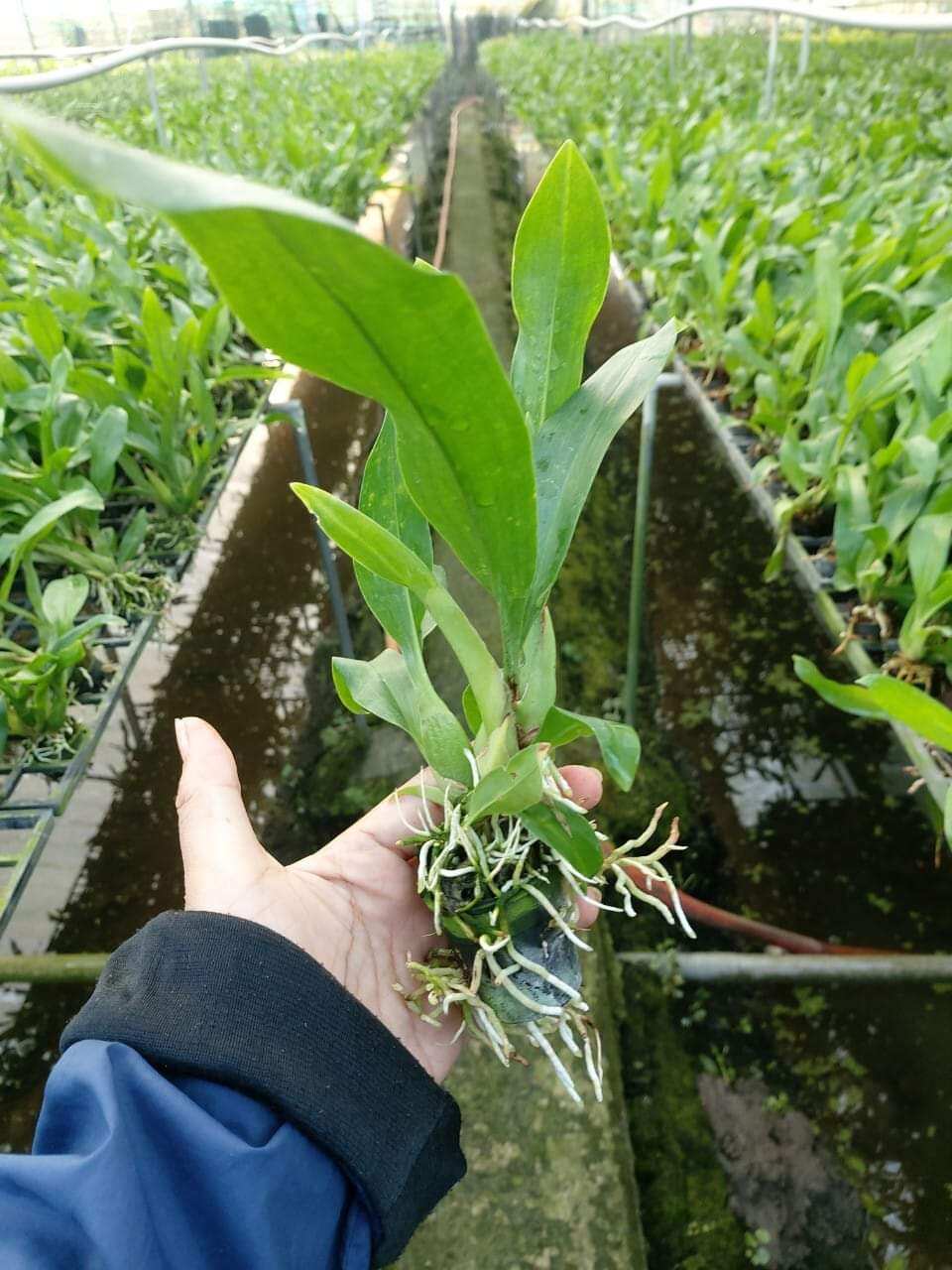 Hoàng hậu xanh cây giống
