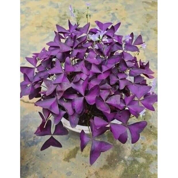 Củ giống Hoa Bướm Đêm(set 5 củ)
