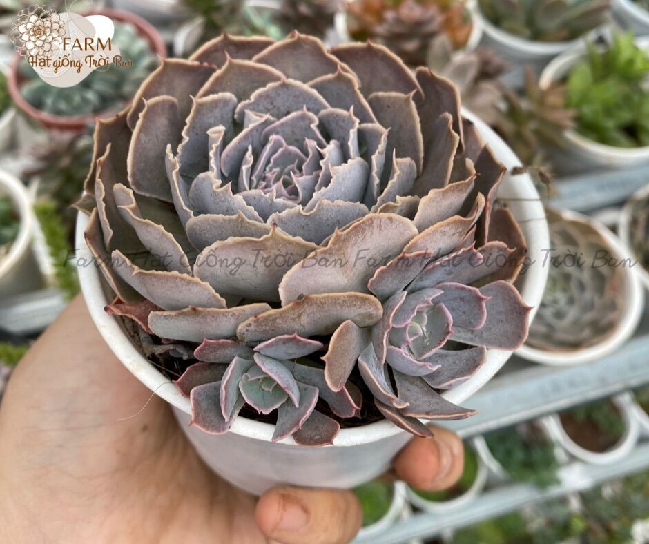 Sen đá cải light purple size trung bình lỗi 1 đổi 1