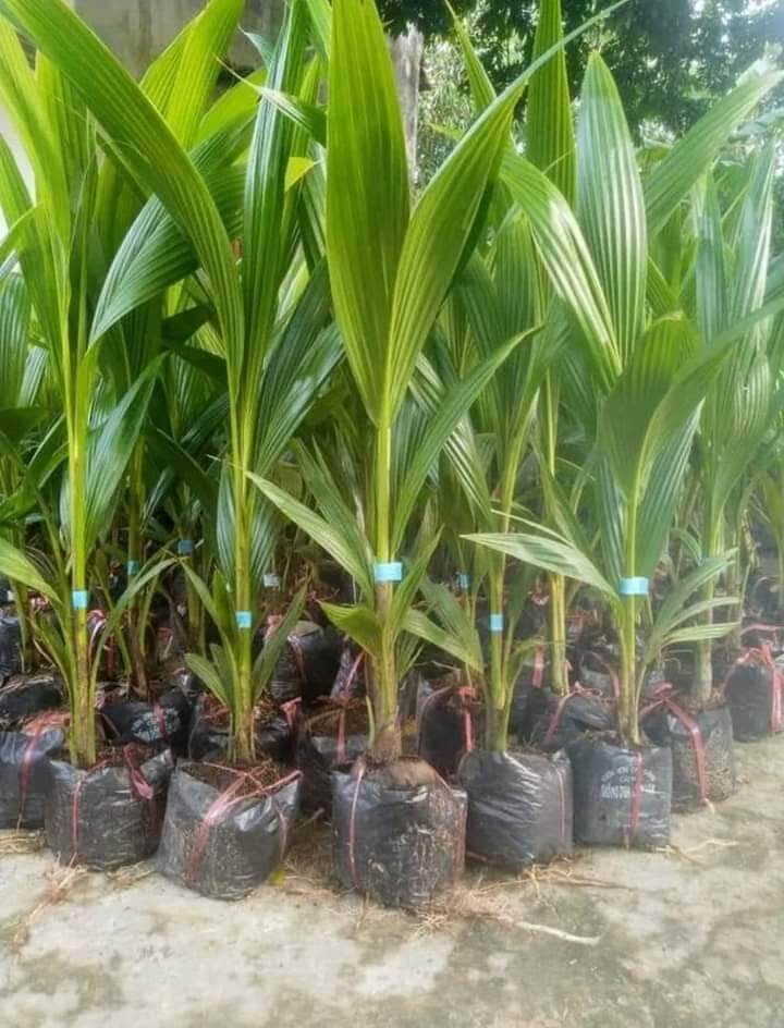 CÂY GIỐNG DỪA LÙN SIÊU TRÁI