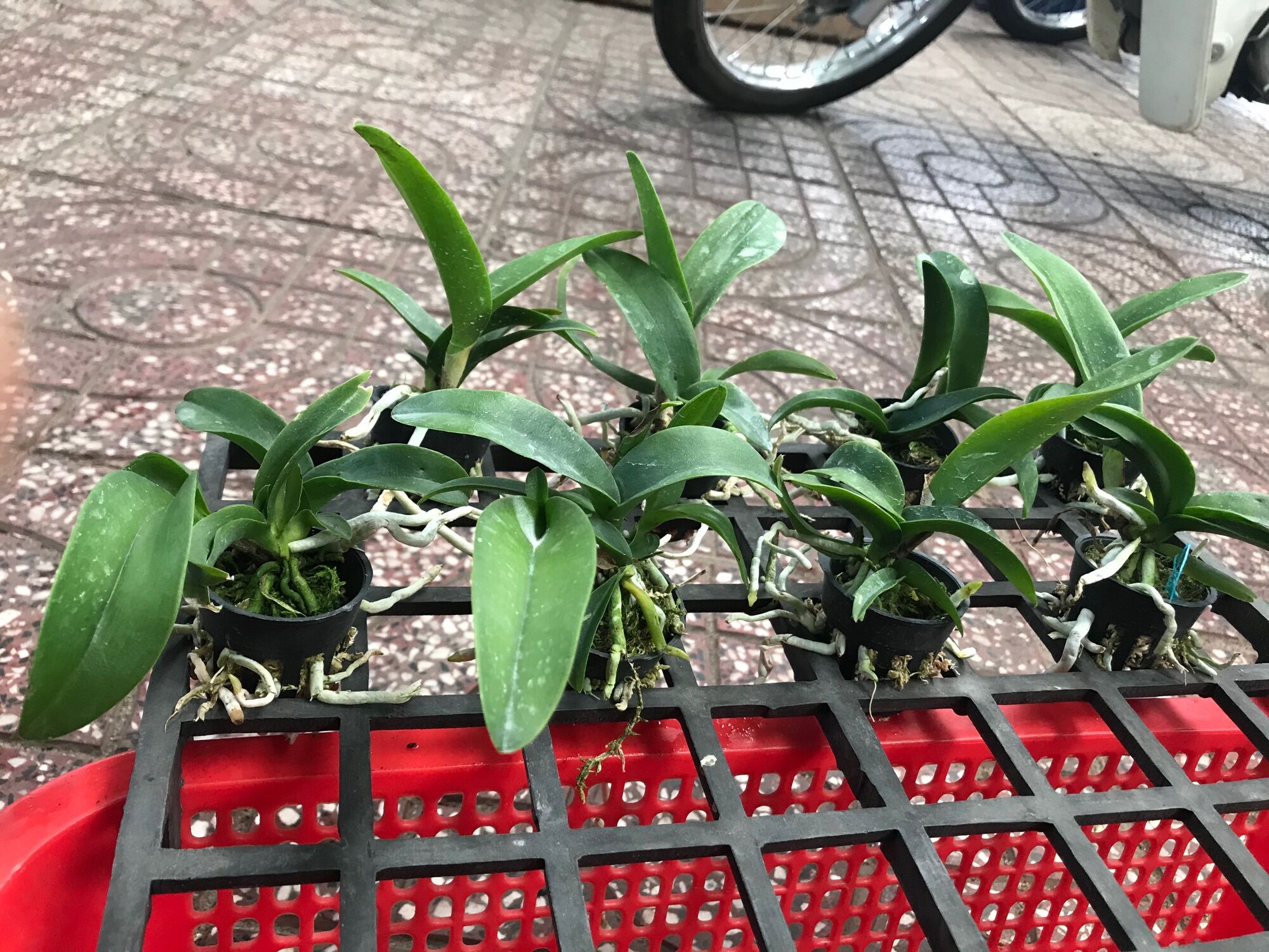 Lan Cattleya Cây Giống Nhiều Màu