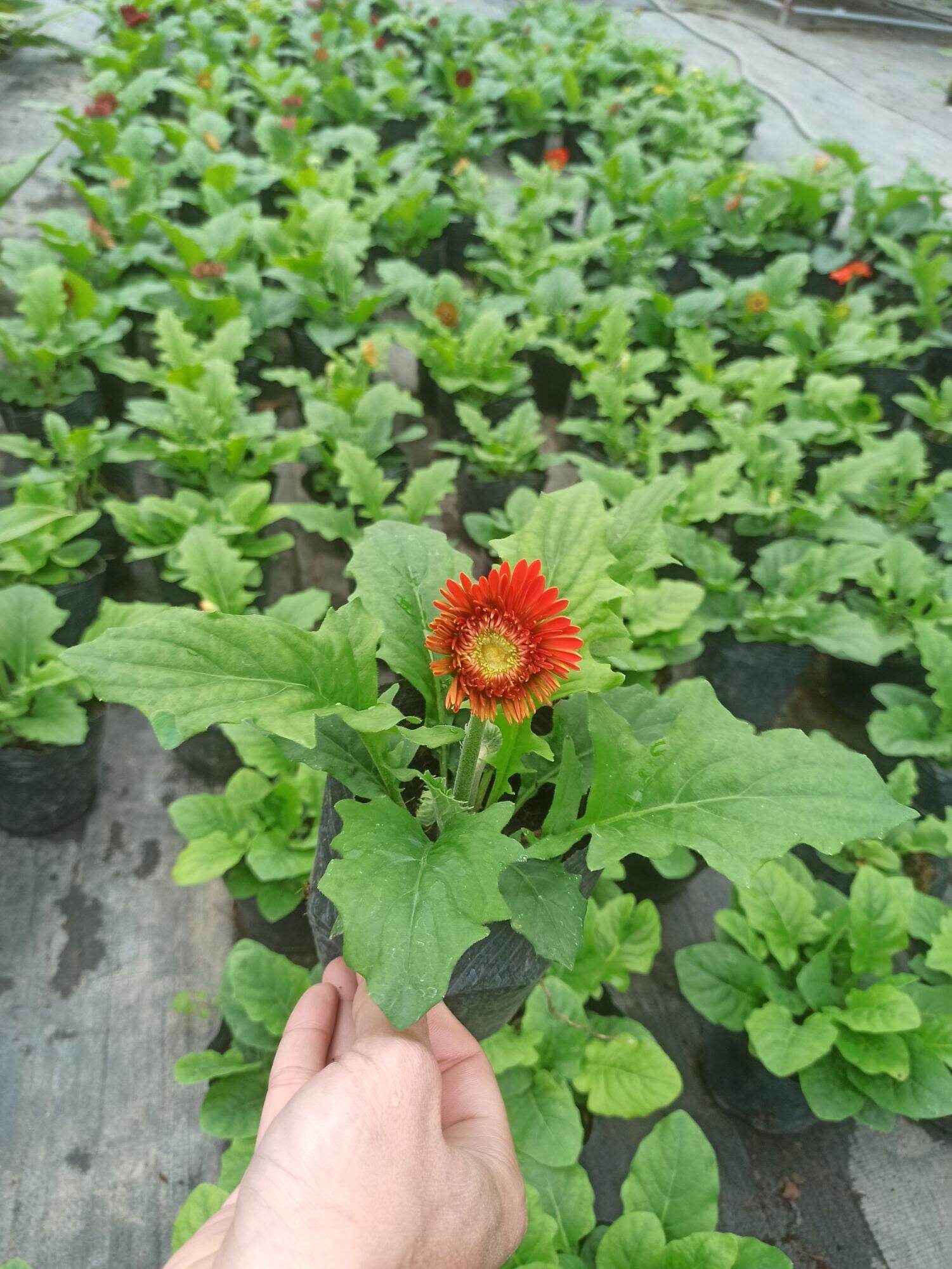 cây đồng tiền lùn đang nụ