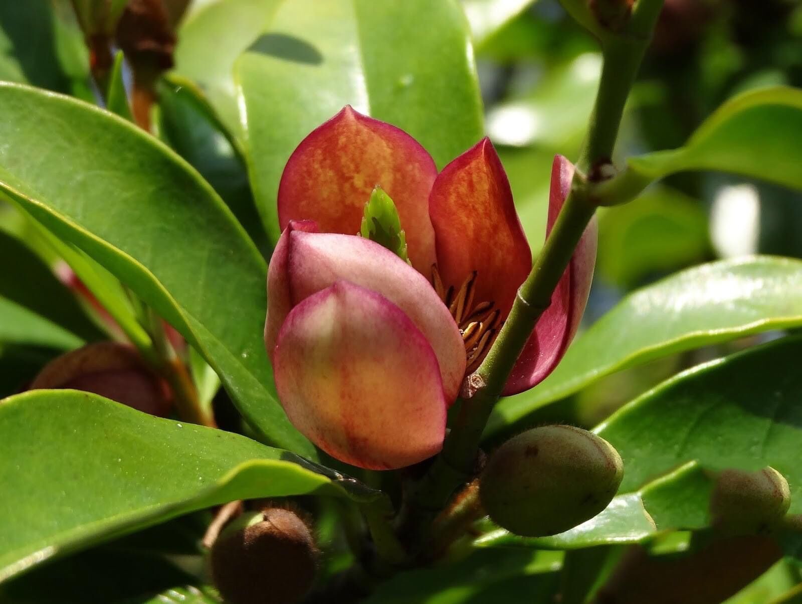 Cây giống hoa lan tiêu(1 bầu hình cuối)