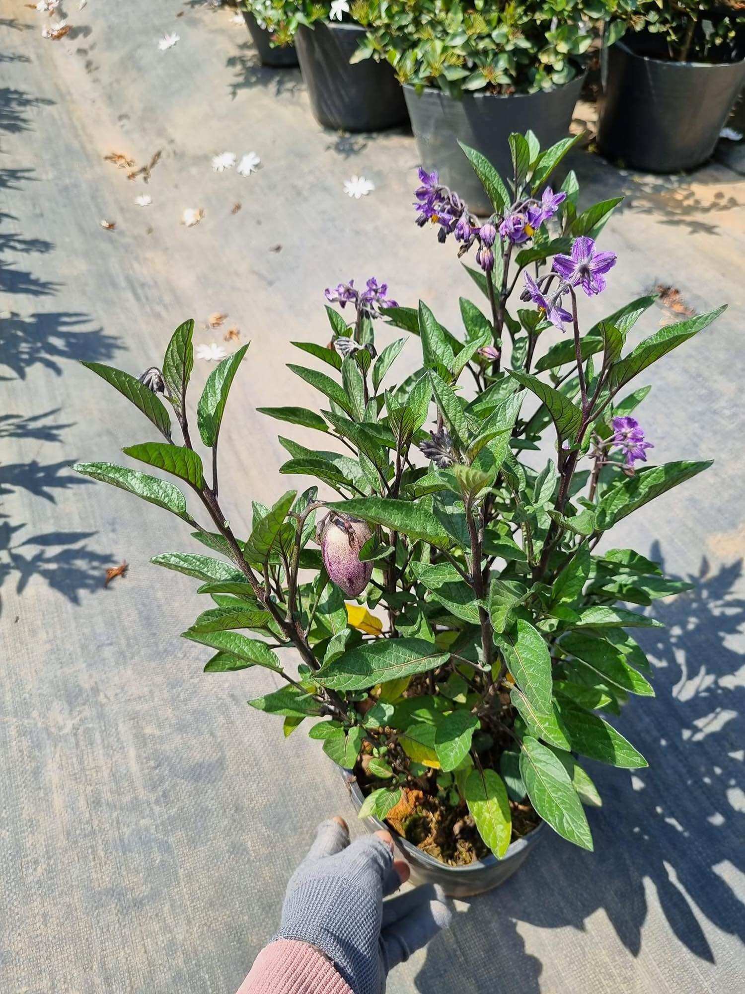 Chậu cây Dưa Pepino Tím trái ngọt, cây có hoa và quả
