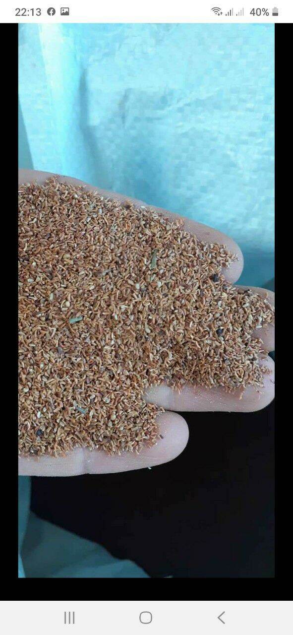 500 gram hạt giống cây bạch đàn trắng