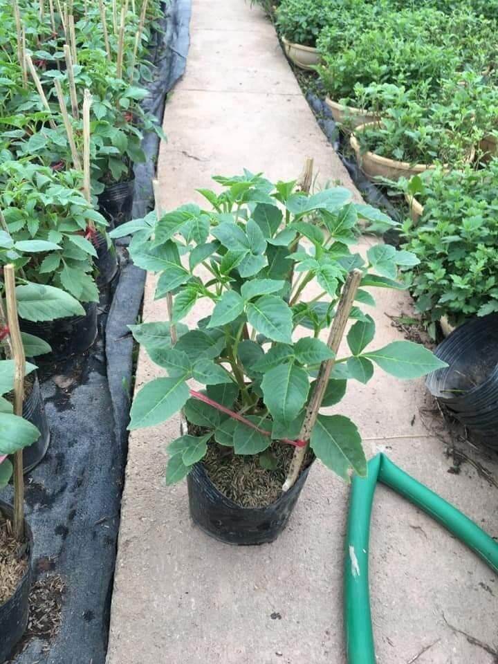 Cây giống hoa thược dược