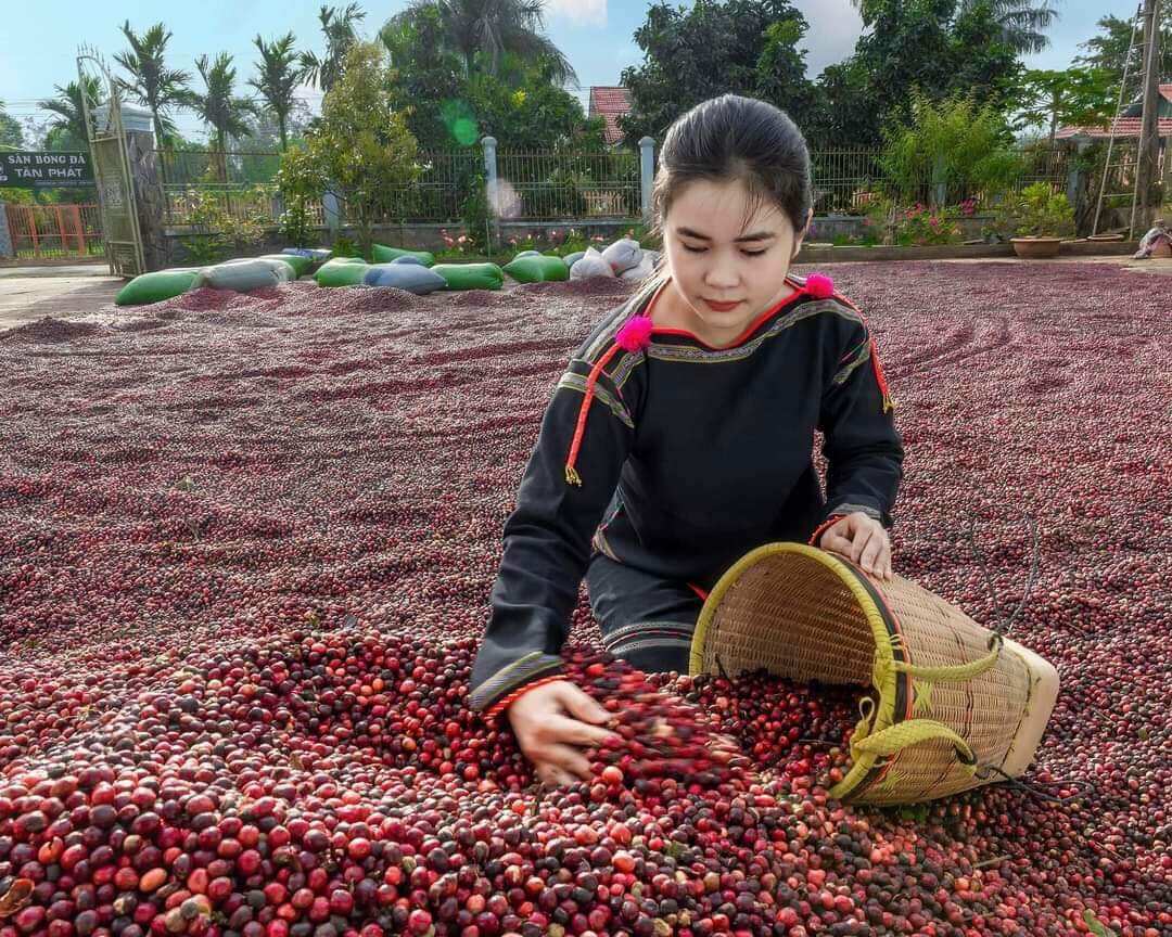 Bột cà Phê rang xay nguyên chất