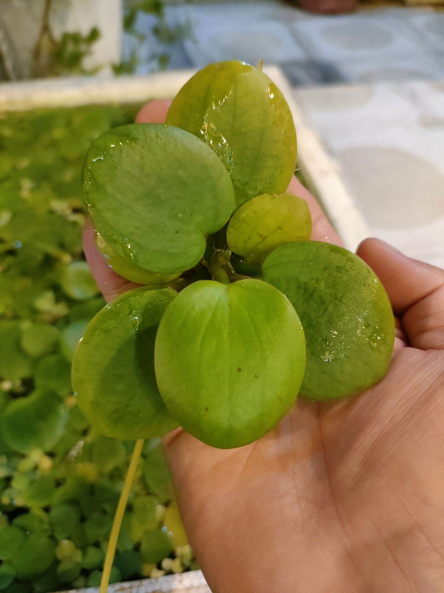 Bèo Nhật thủy sinh size to 5-10cm,