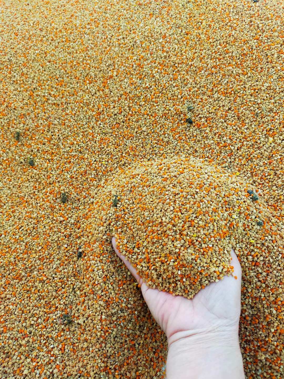 Phấn hoa mật ong hoa cà phê (1kg)
