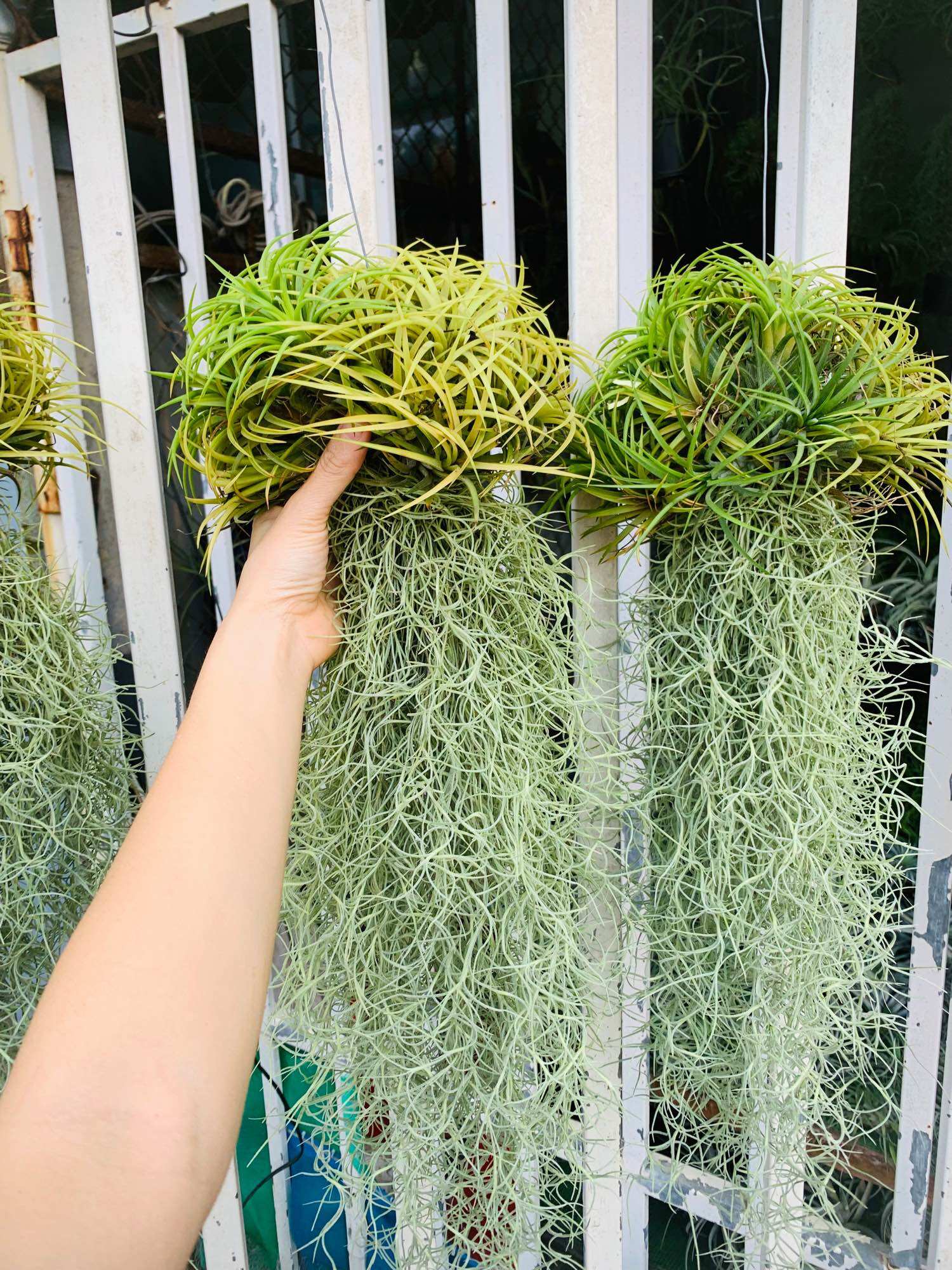 Set cây không khí thạch thảo - tóc tiên