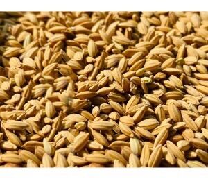 Gạo xay thóc lúa 1kg cho gà chọi cứ gáy gà tre