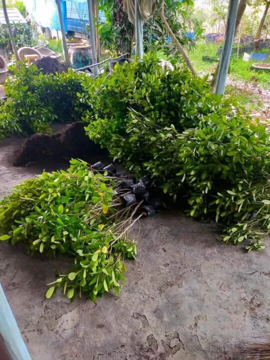 Thai Ca Na Tree 80cm to 150cm