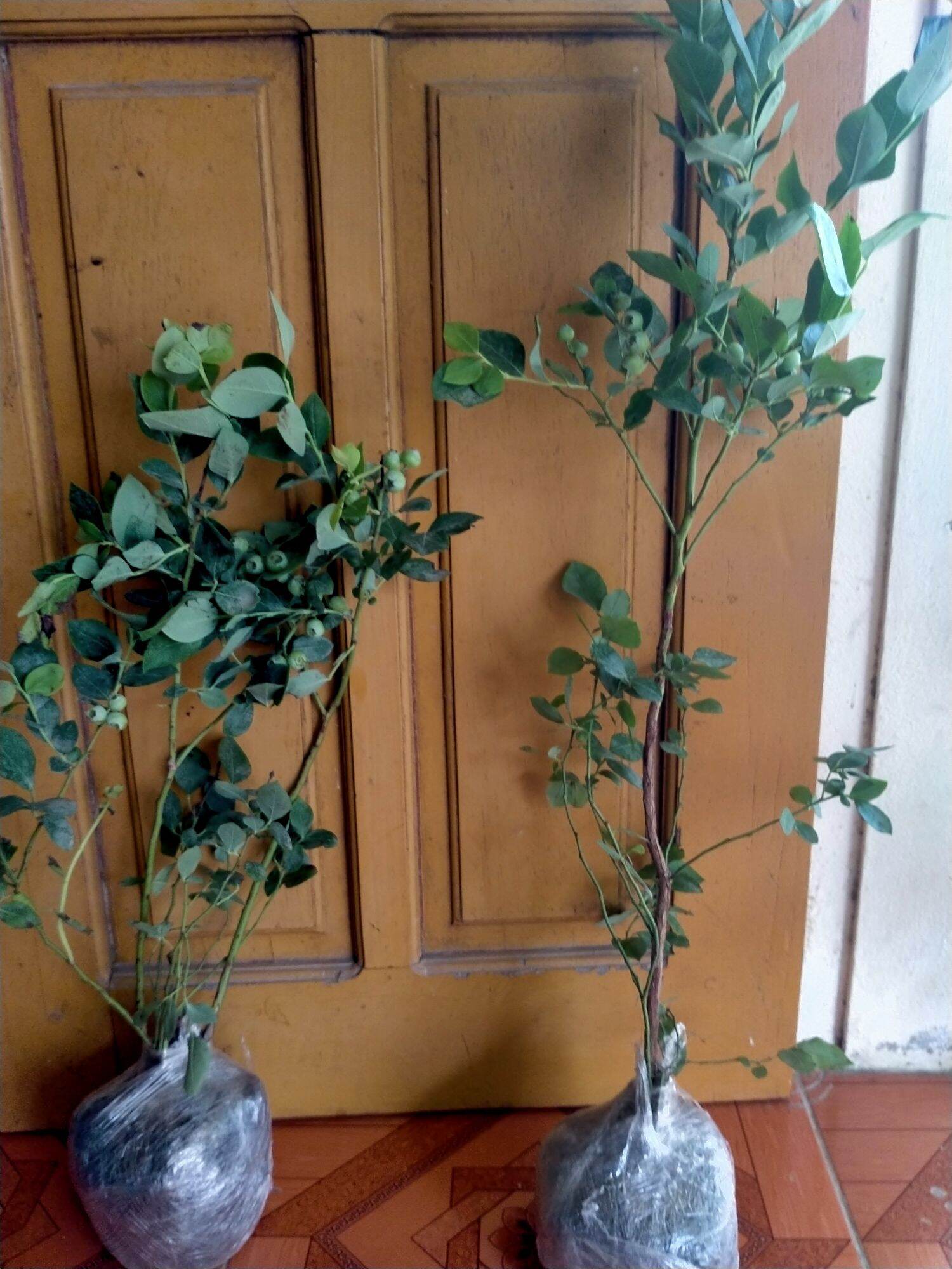 CÂY GIỐNG VIỆT QUẤT