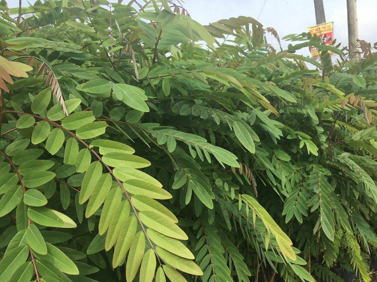 1kg hạt muồng đen giống