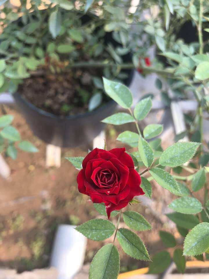 chậu giống hoa hồng leo red cascade