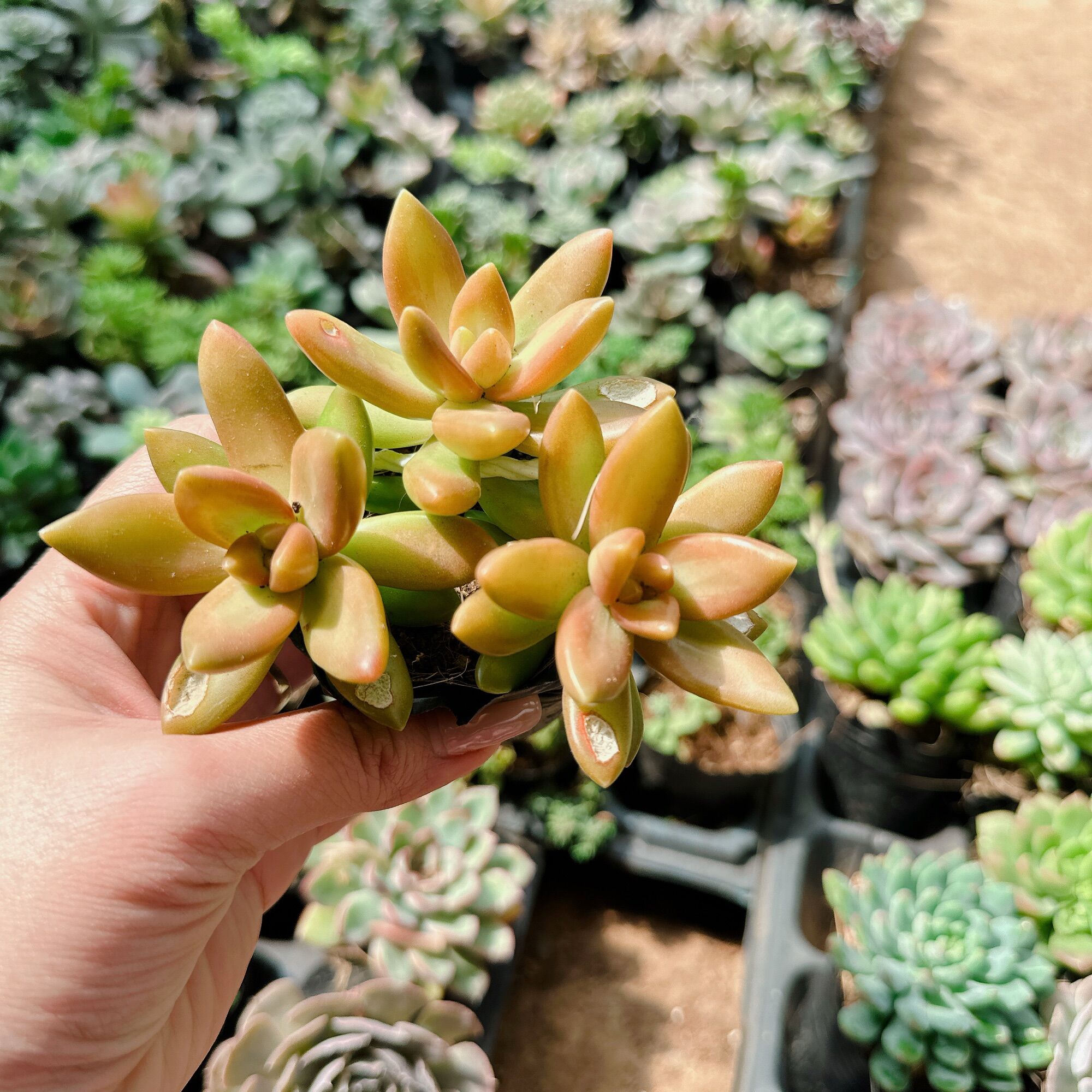 Sen đá đá cam size bầu 3-5 cm xuất vườn đà Lạt