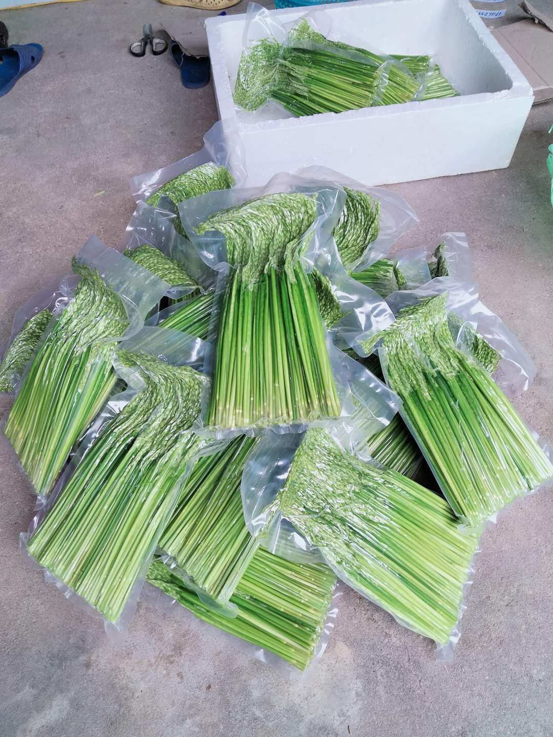 Đòng đòng nếp ngâm rươu