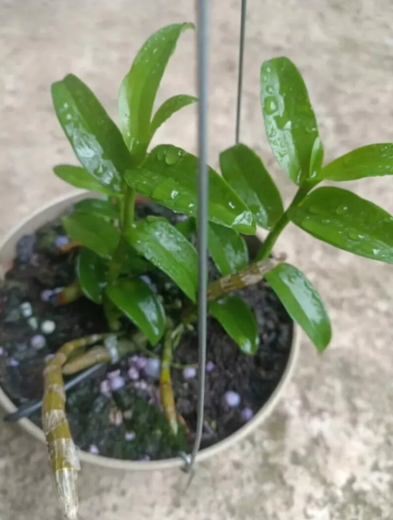 Cây giống Lan Hoàng Lạp