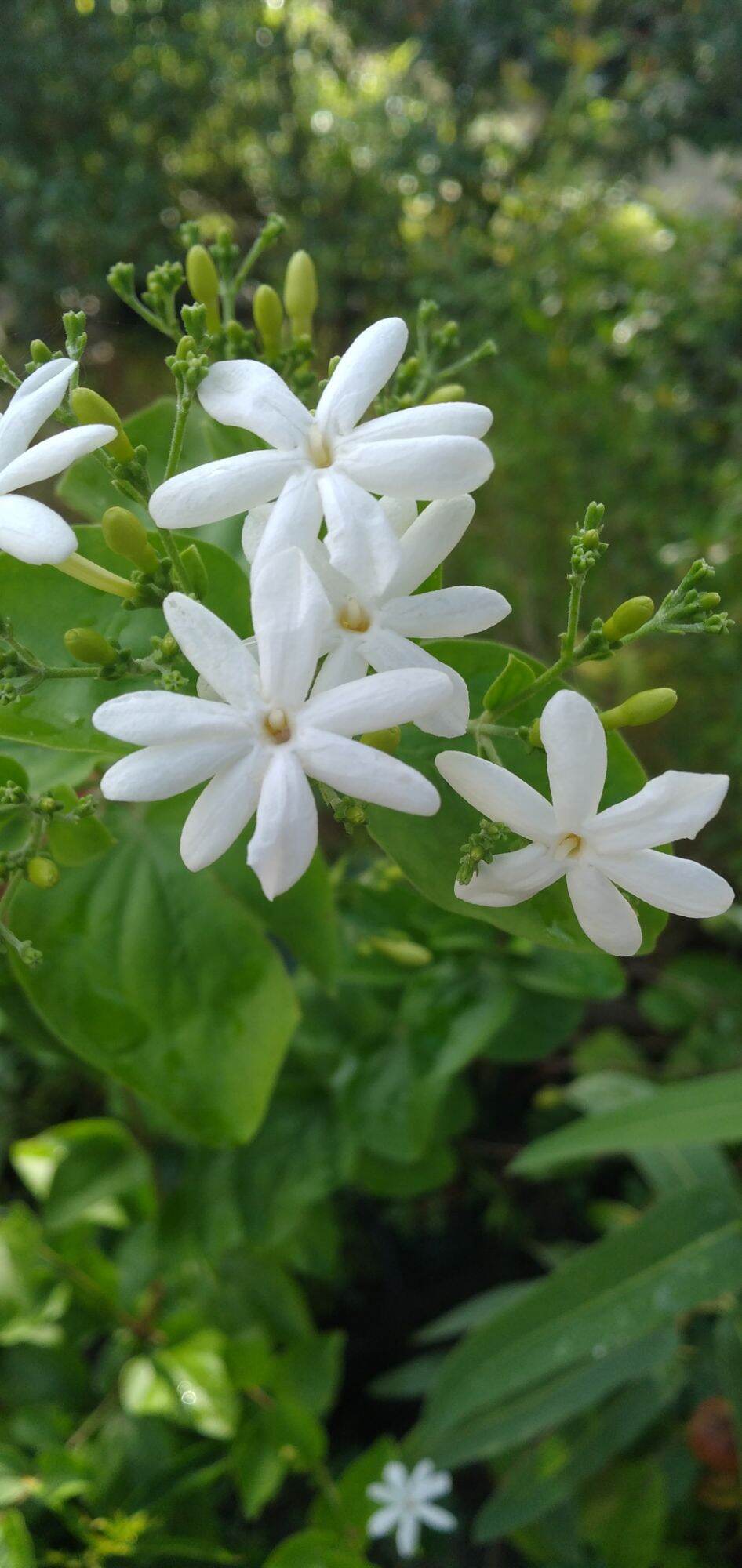 Chậu giống hoa lài leo thơm (Jasminum auriculatum)