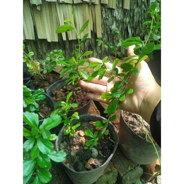 cây bùm sụm con