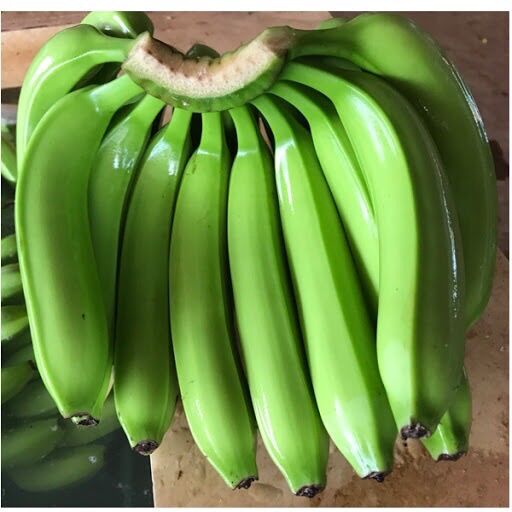 Câu giống chuối già cao 50cm