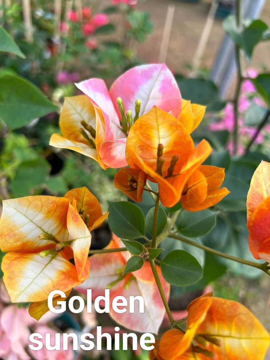 Bông garden_ Golden sunshine dòng hoa giấy đổi màu nhập từ Philippin