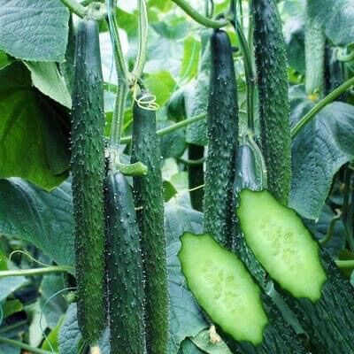 HẠT GIỐNG DƯA CHUỘT GAI NHẬT BẢN
