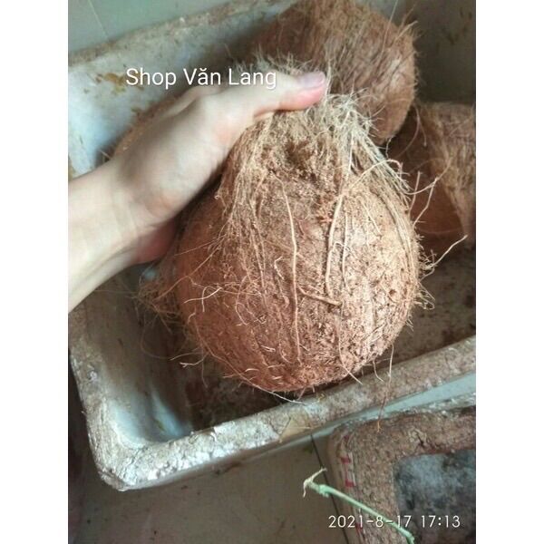Quả dừa già khô nhiều nước cùi dày loại to