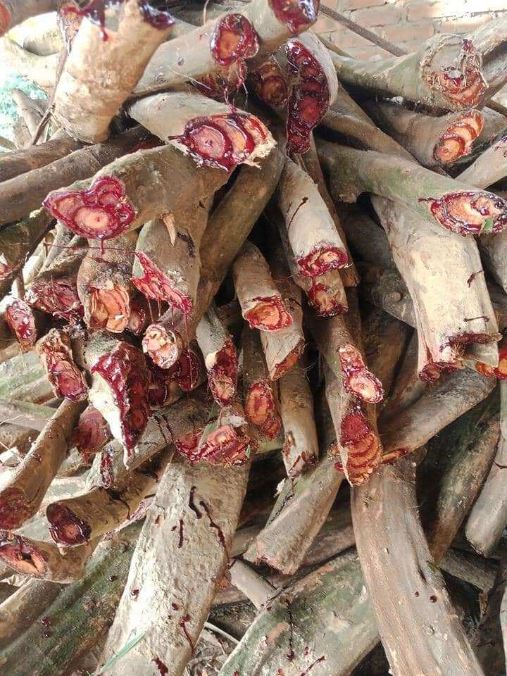 1Kg Cỏ Máu Khô Nguyên Chất