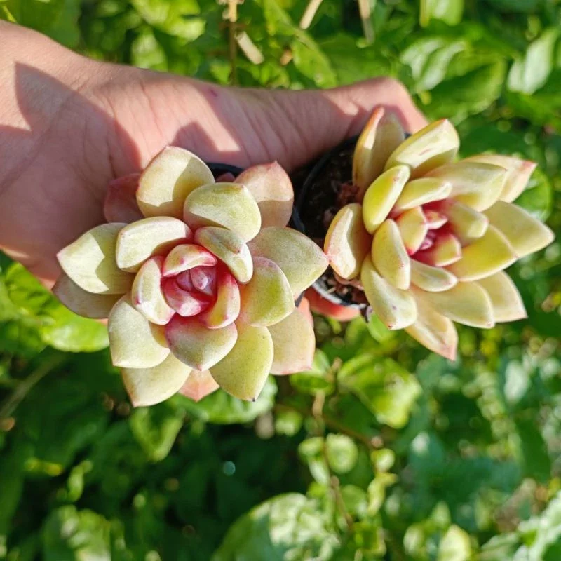 Sale+ Sen Đá Nhân Kẹo Đỏ