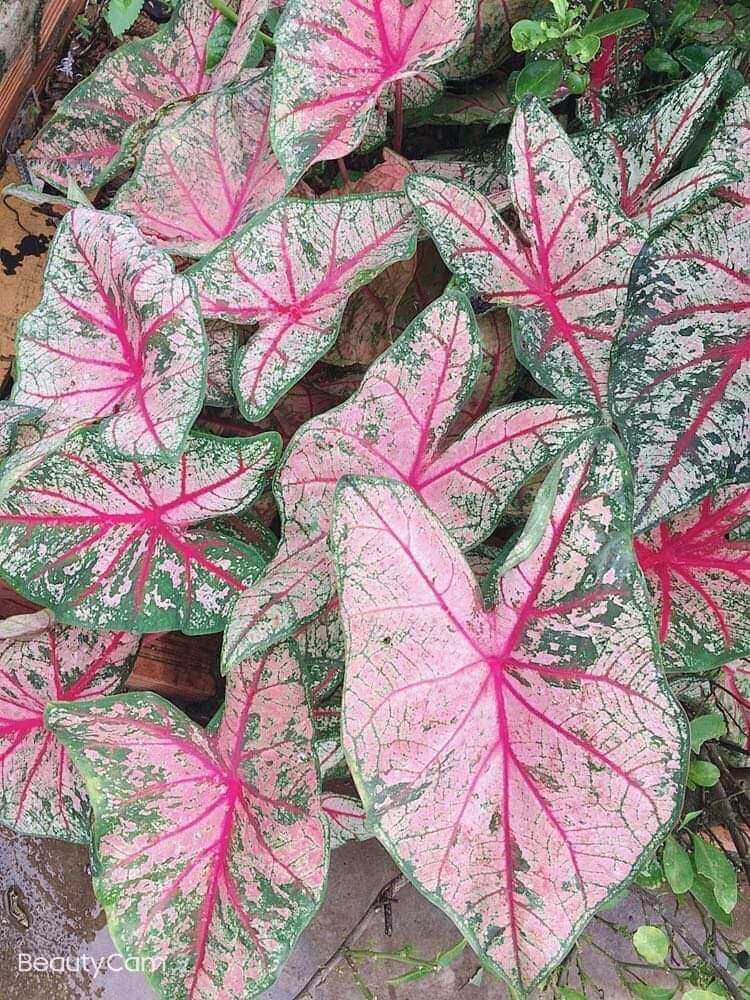 Củ môn heart to heart caladium