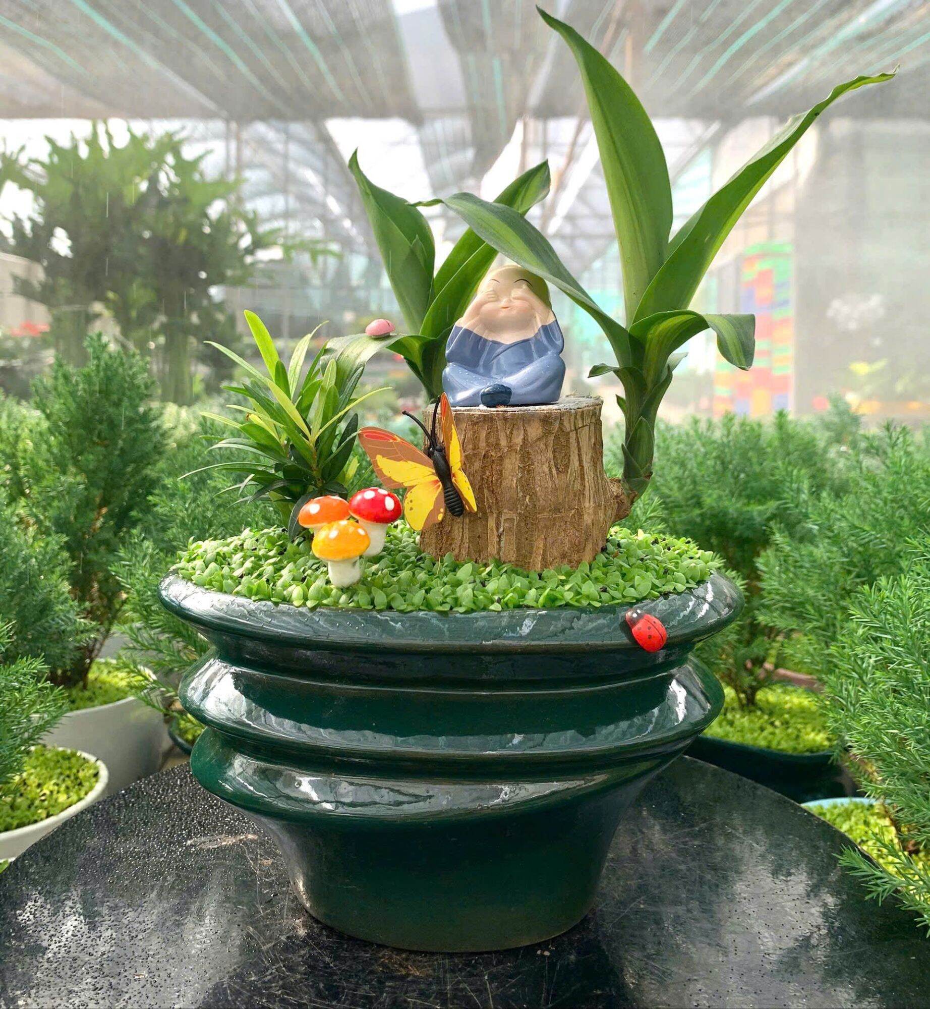 Cây Thiết Mộc Lan