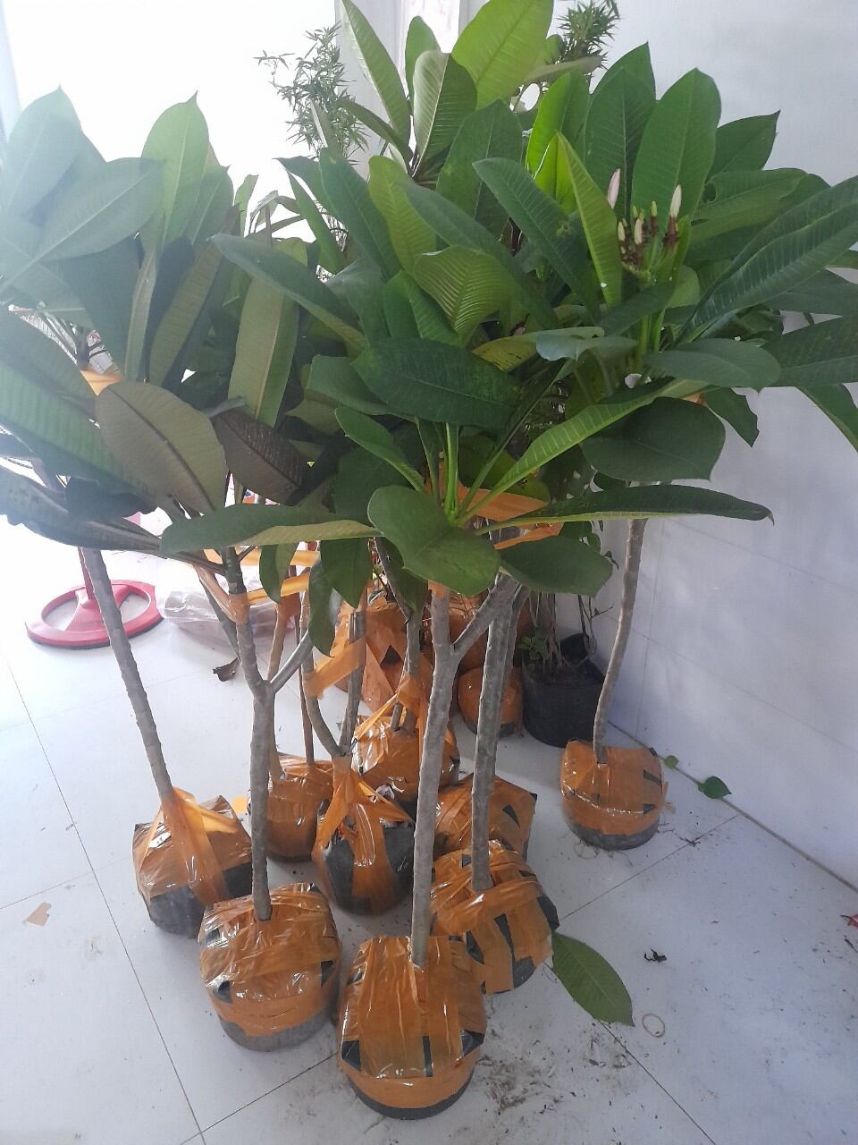 cây sứ đại vàng thơm