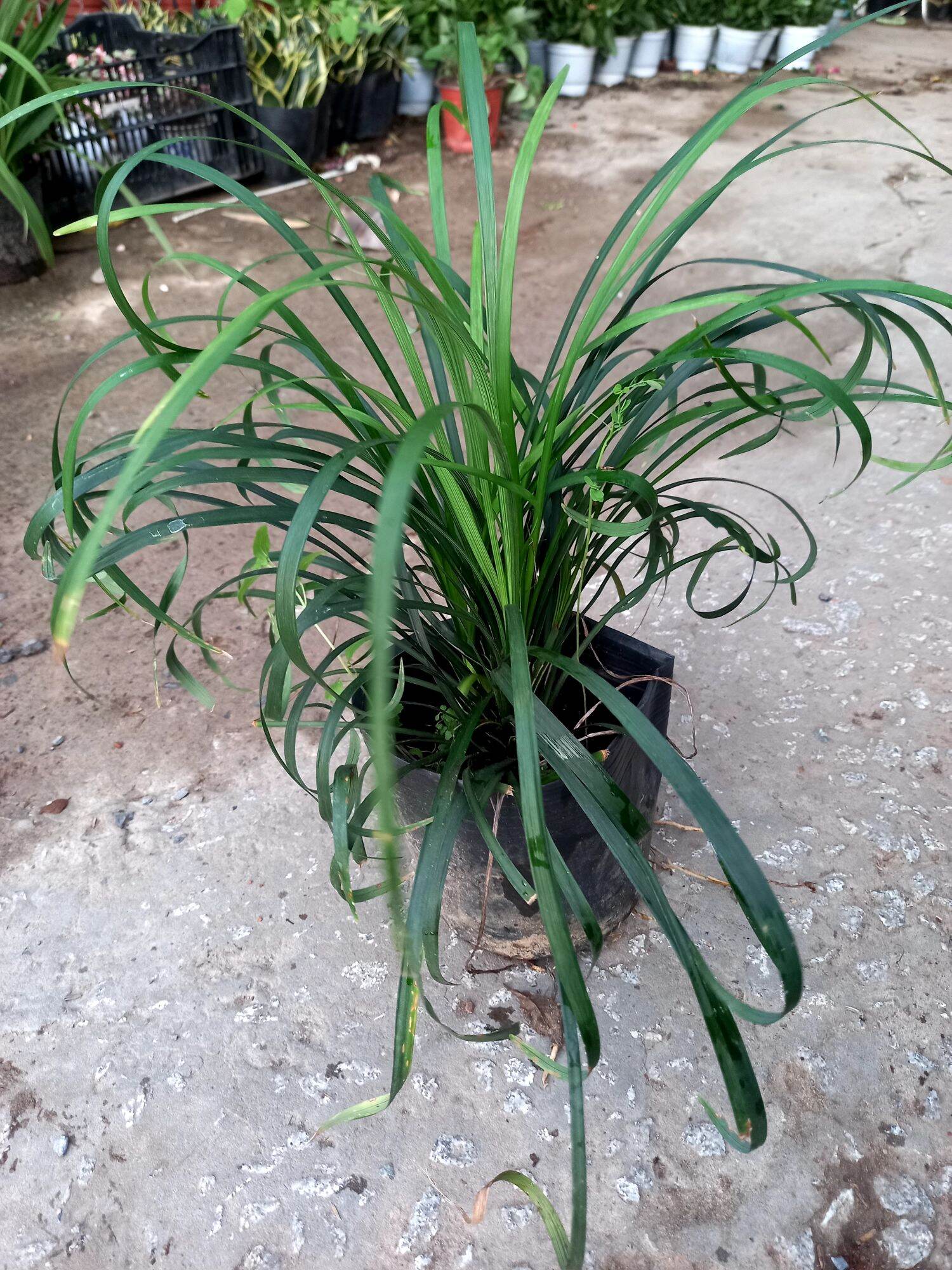 cây ngãi quoắn làm ăn.