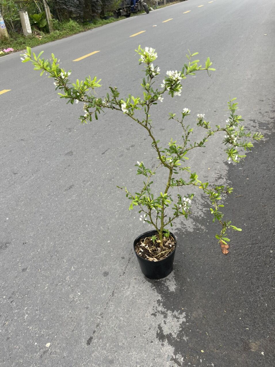 Chậu hoa linh sam trắng