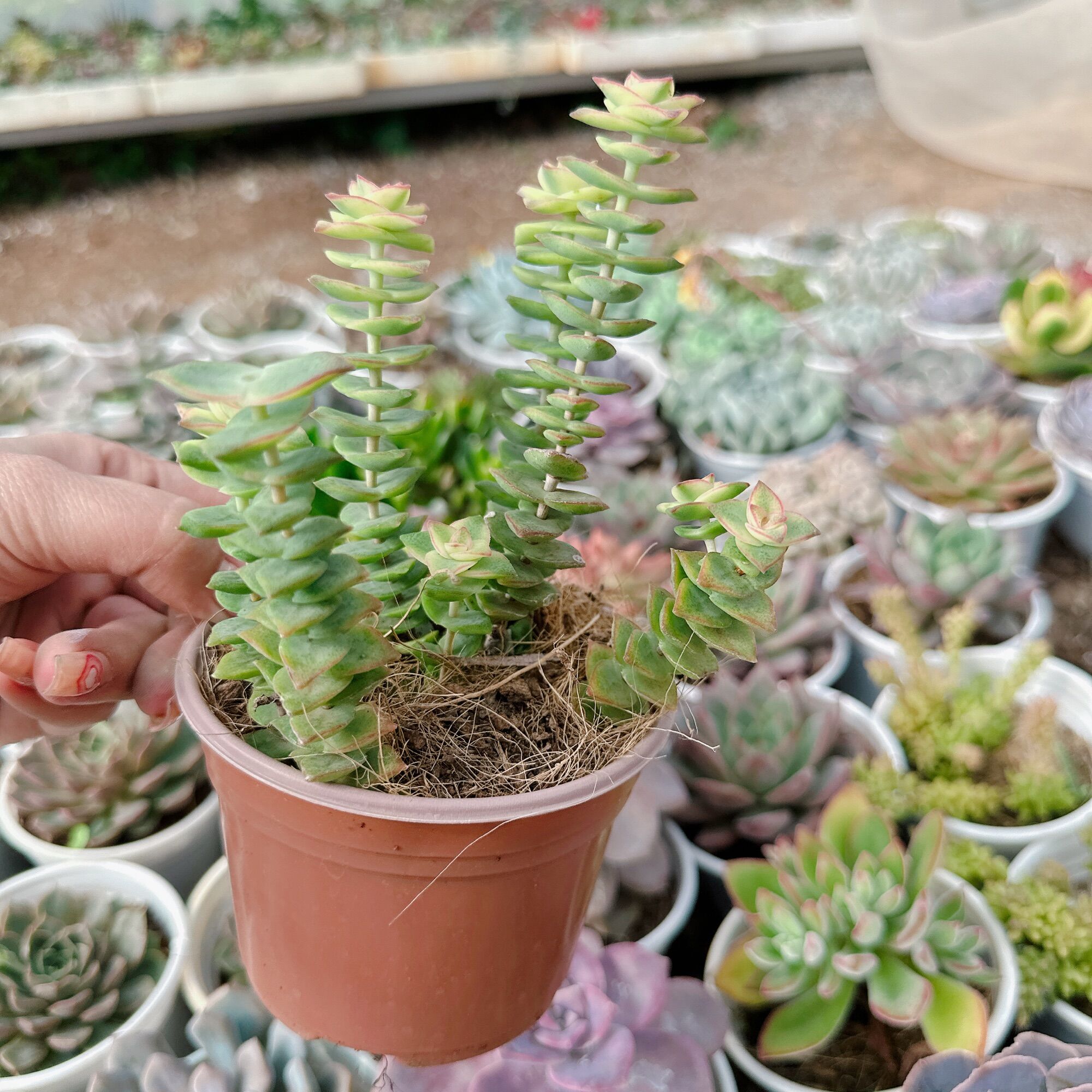 Sen đá xiên thịt size trung 5-7cm