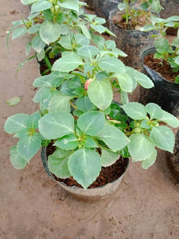 cây hoa ngọc thảo xoắn kép
