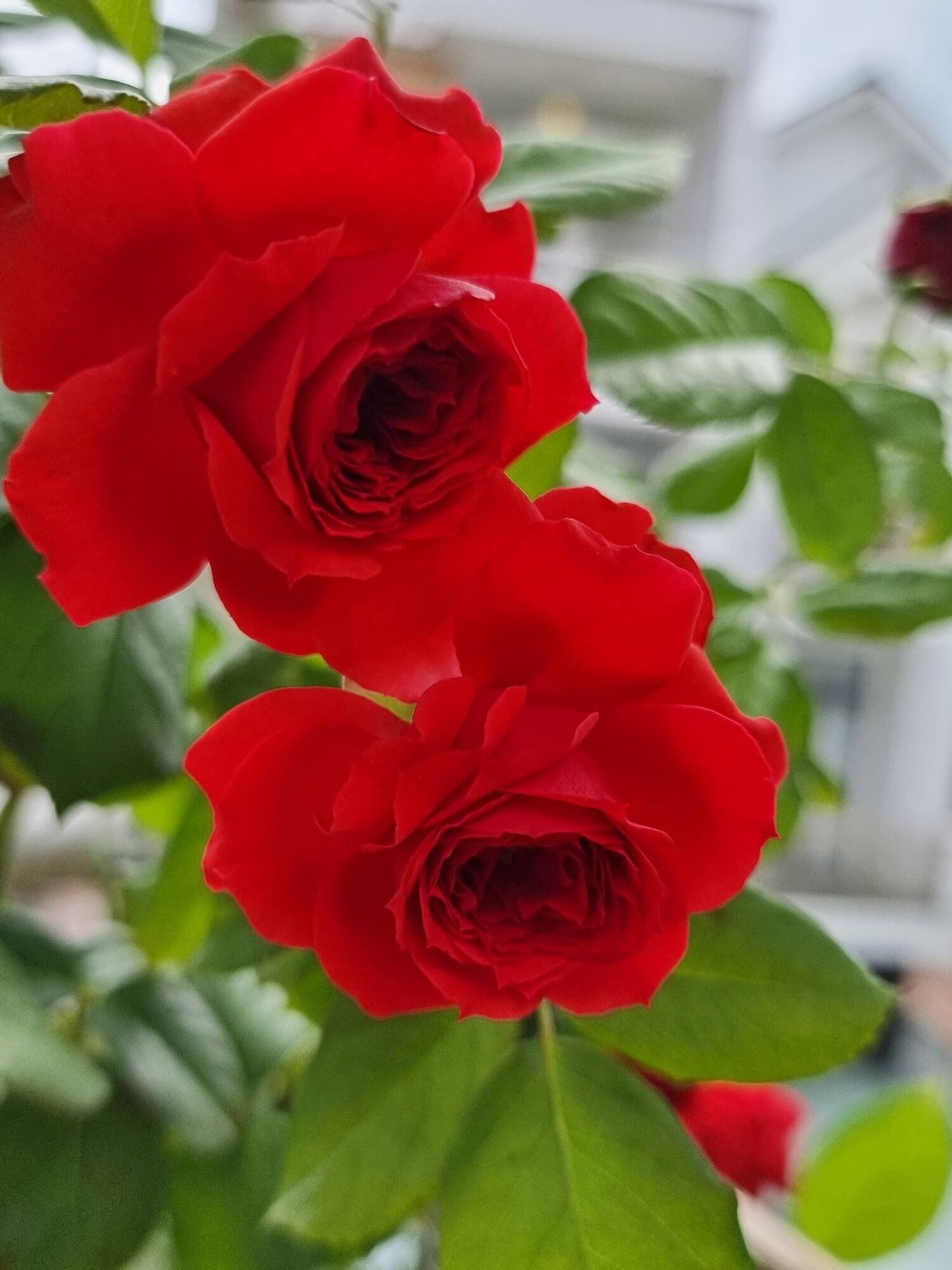 Hoa hồng Ngoại Red Apple Rose
