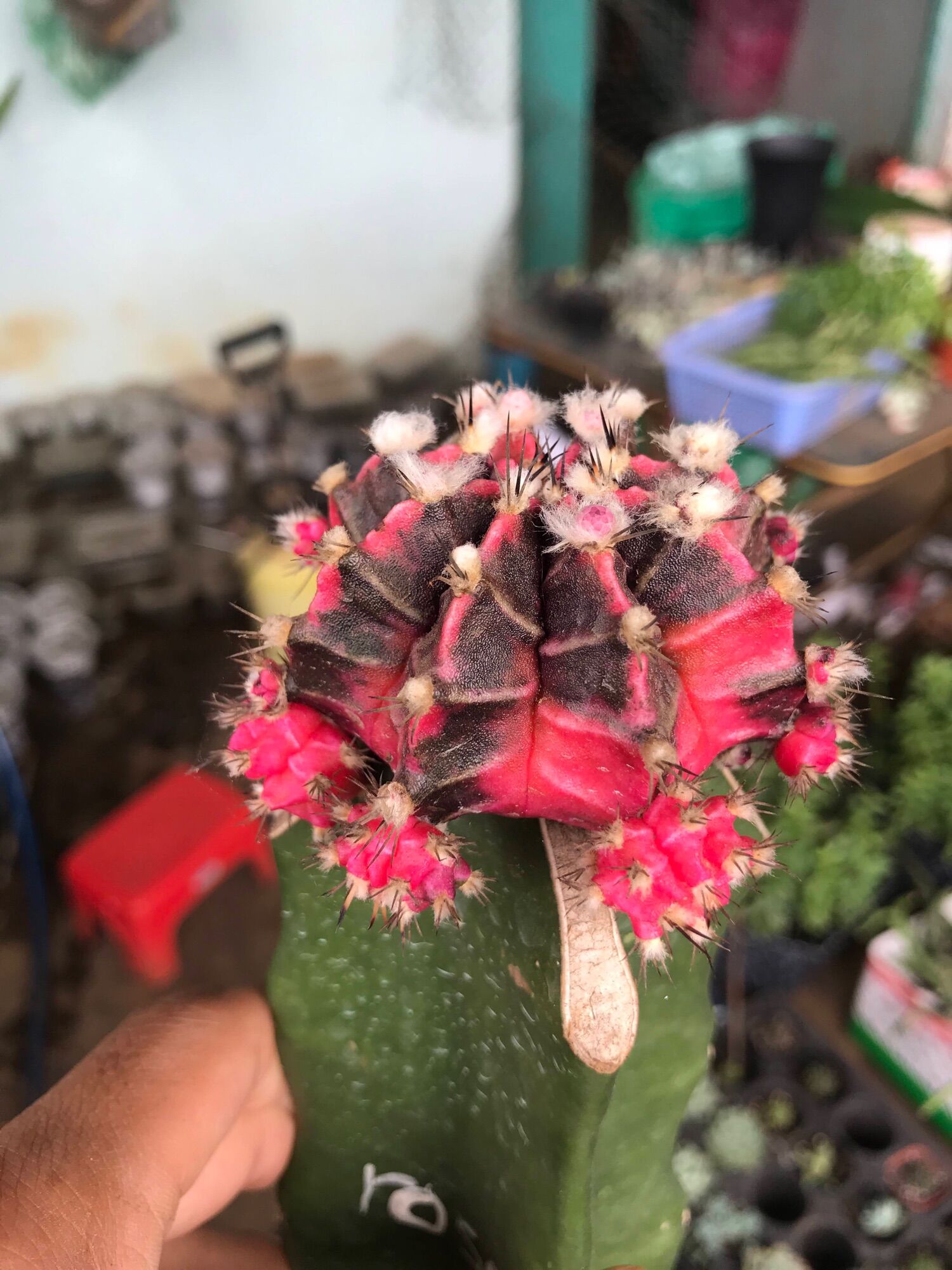 Xương rồng ROSE lem tháp siêu phẩm