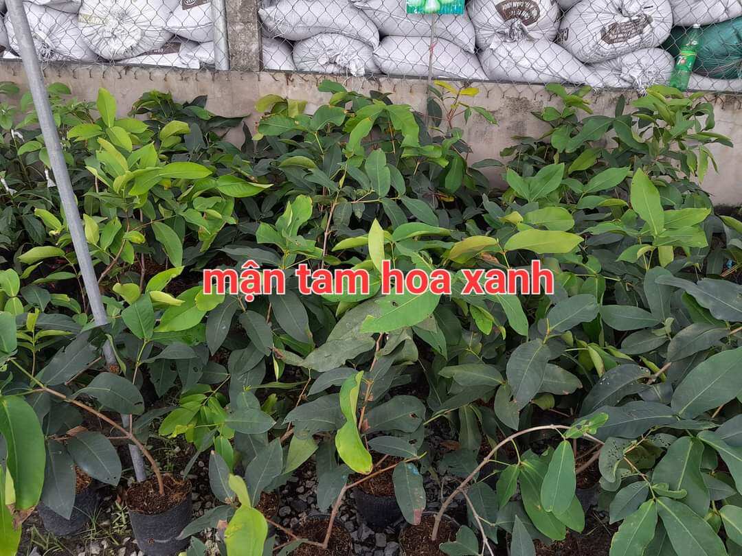 CÂY MẬN TAM HOA XANH, ROI XANH, CÂY CAO 70CM - 130CM, CHUẨN GIỐNG 100%