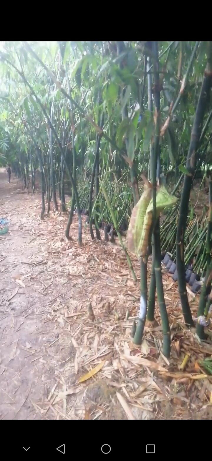 TRE TỨ QUÝ LÁ NHỎ chuẩn giống