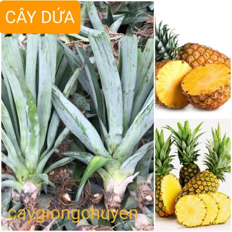 Cây dứa trái lớn