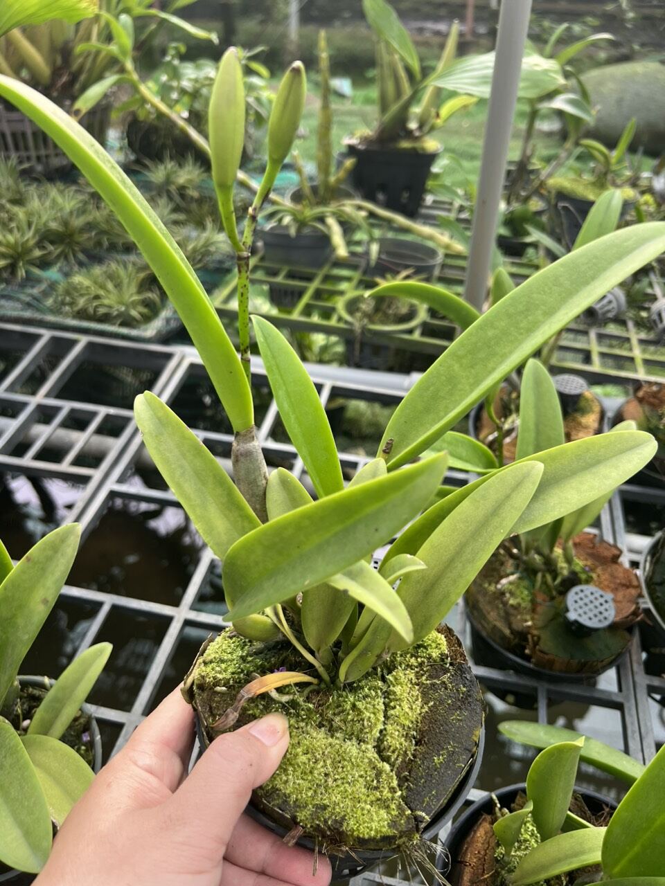 Hoa Lan Brass Hawaii thơm đang nụ đẹp