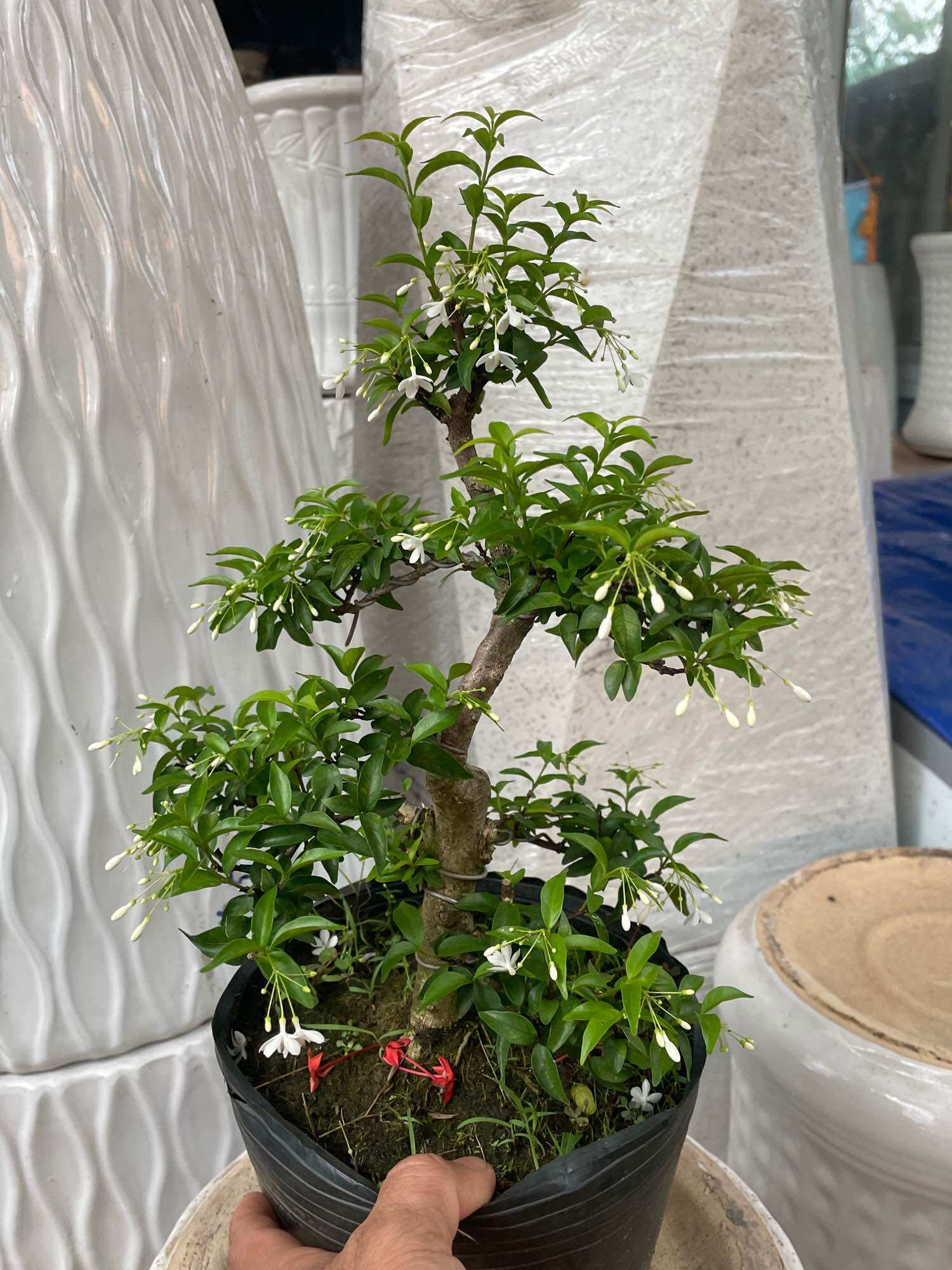 Mai chiếu thuỷ bonsai mini