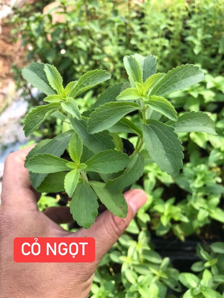 Combo 5 cây Cỏ ngọt bầu giống dễ trồng, nhanh phát triển, độ ngọt cao