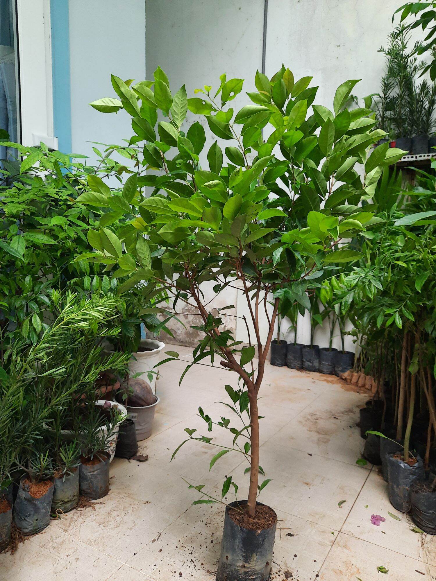 Boat Cassava Tree, Height 1m
