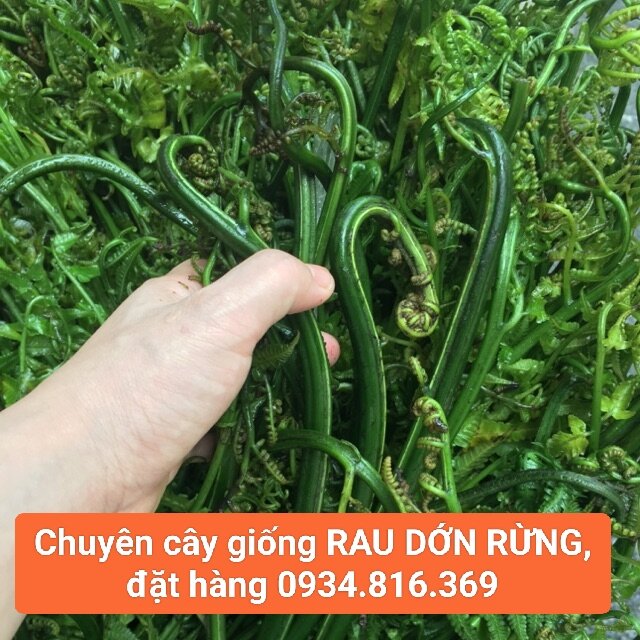 10 BẦU CÂY GIỐNG RAU DỚN RỪNG KLONG