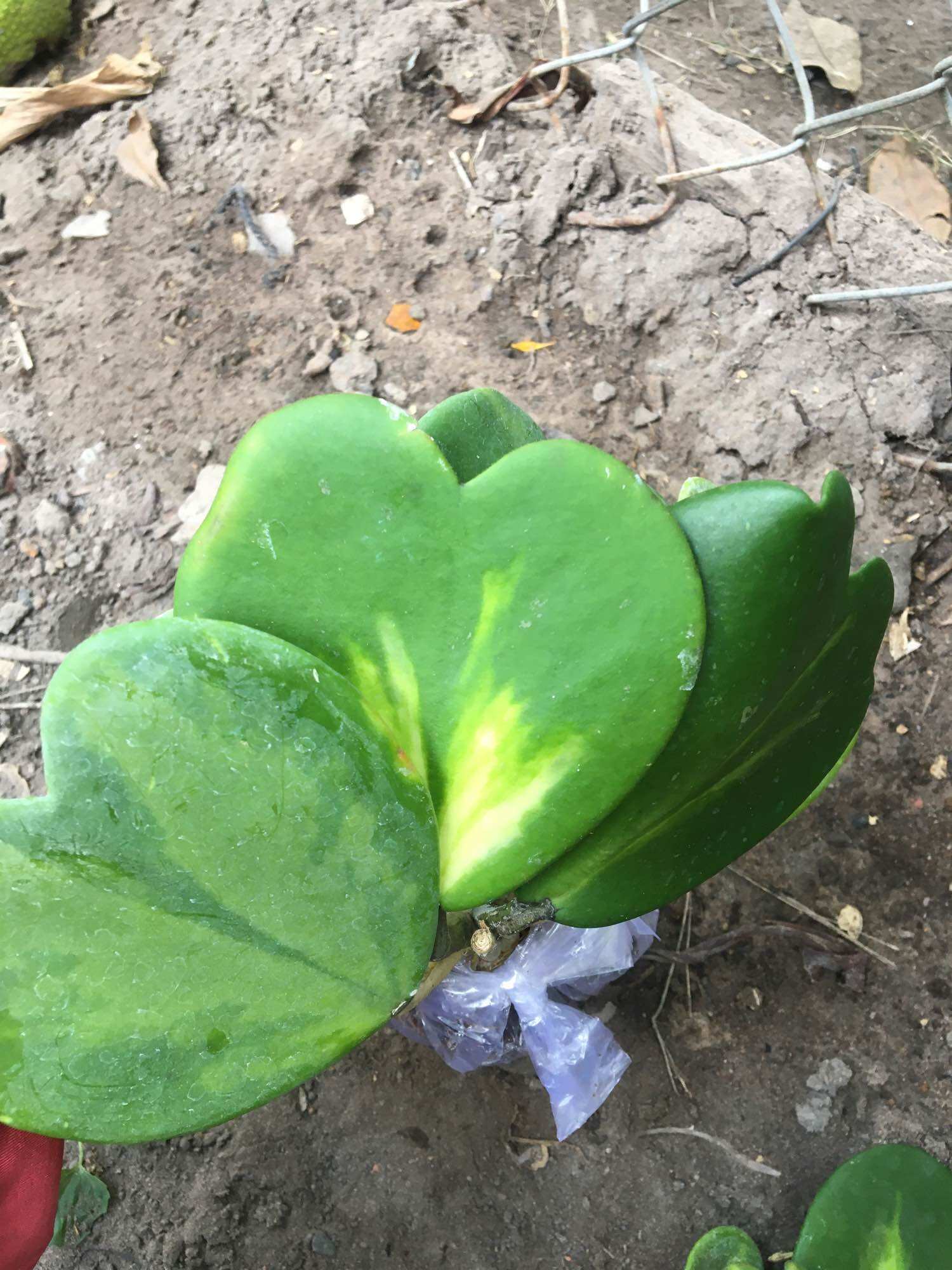 5 giống lan cẩm cù mix khác nhau